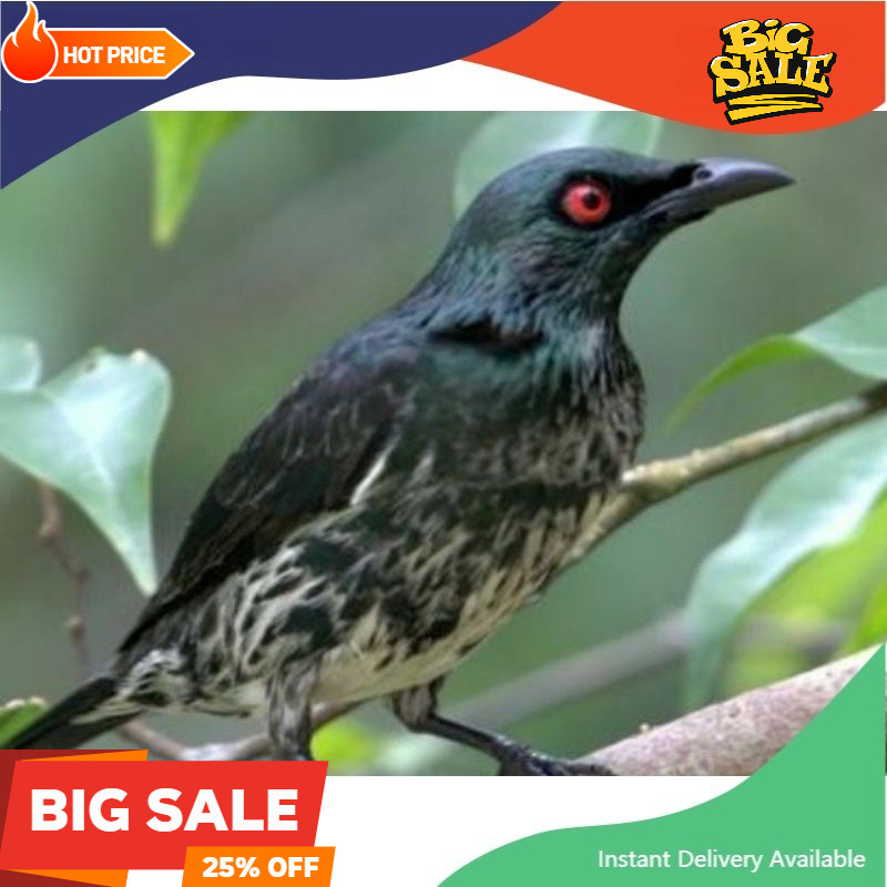 Burung cucak keling samperling jantan rawatan camperling