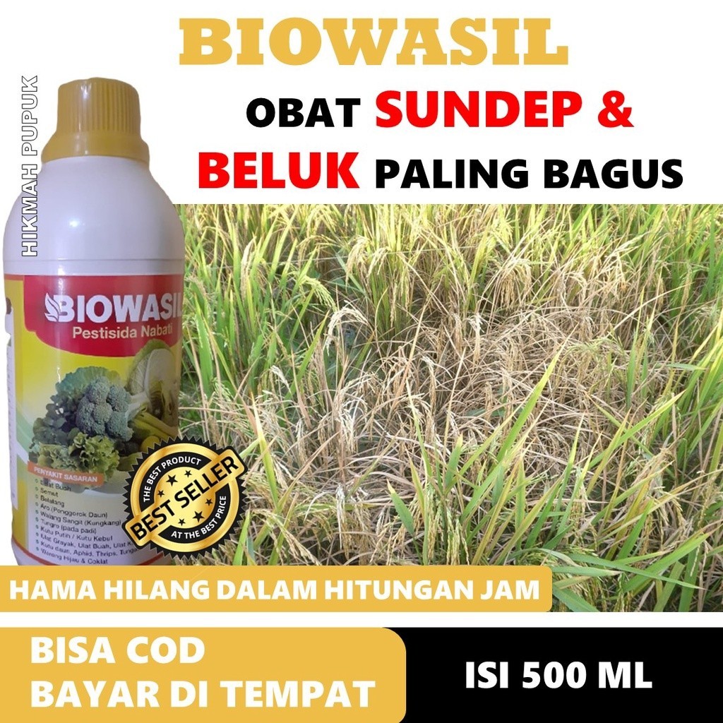 TERLARISTERLARIS BIOWASIL MEMBASMI SUNDEP DAN BELUK PADI, Pestisida Hayati Mengatasi Hama Sundep Pad