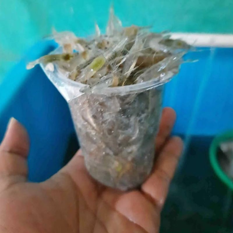 umpan ikan predator/udang rawa hidup