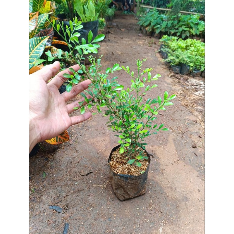 Bibit Bahan Bonsai Kemuning Mikro - Tanaman Hias Kemuning Mikro - Bibit Pohon Kemuning Mikro