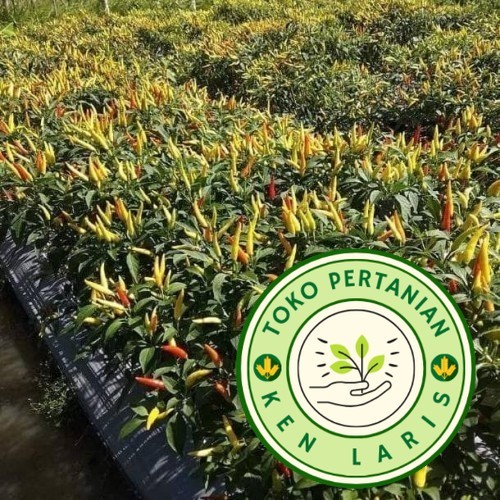 READY! RIPACK! 20 Benih Bibit Cabe Rawit Setan DEWATA 43 F1 (B.B.19)