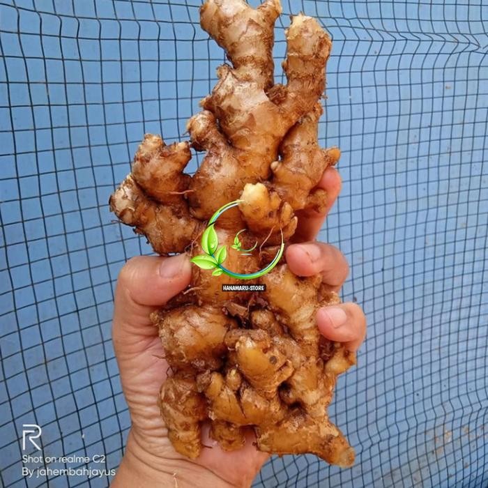 

Jahe Emprit Dampit Segar l Herbal Jahe Emprit Dampit Super 250gram