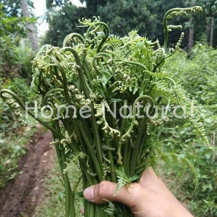 

Daun pakis sayur segar / Tempura pakis Pakis Sayur