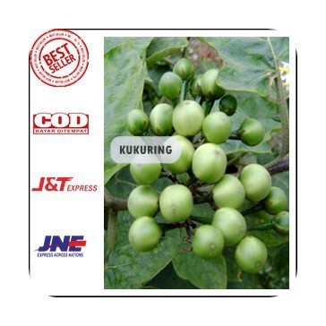 

BUAH TAKOKAK SEGAR 500 GRAM ATAU BUAH CEPOKAK TERUNG PIPIT [FRESH PRODUK ]