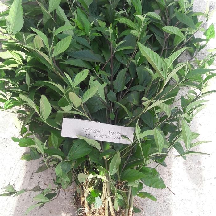 

DAUN SIDAGURI JANTAN SEGAR 100gram