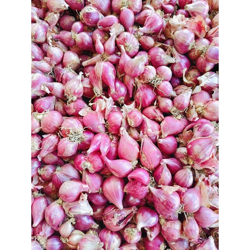 

Bawang merah 1kg kualitas bagus|BAWANG MERAH/Tanggung besar|bumbu masak/penyedap rasa