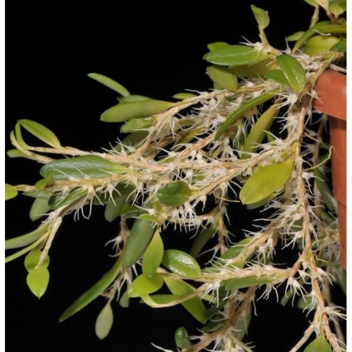 

Redy silahkan COD Anggrek Bulbophyllum sessile Terlaris .