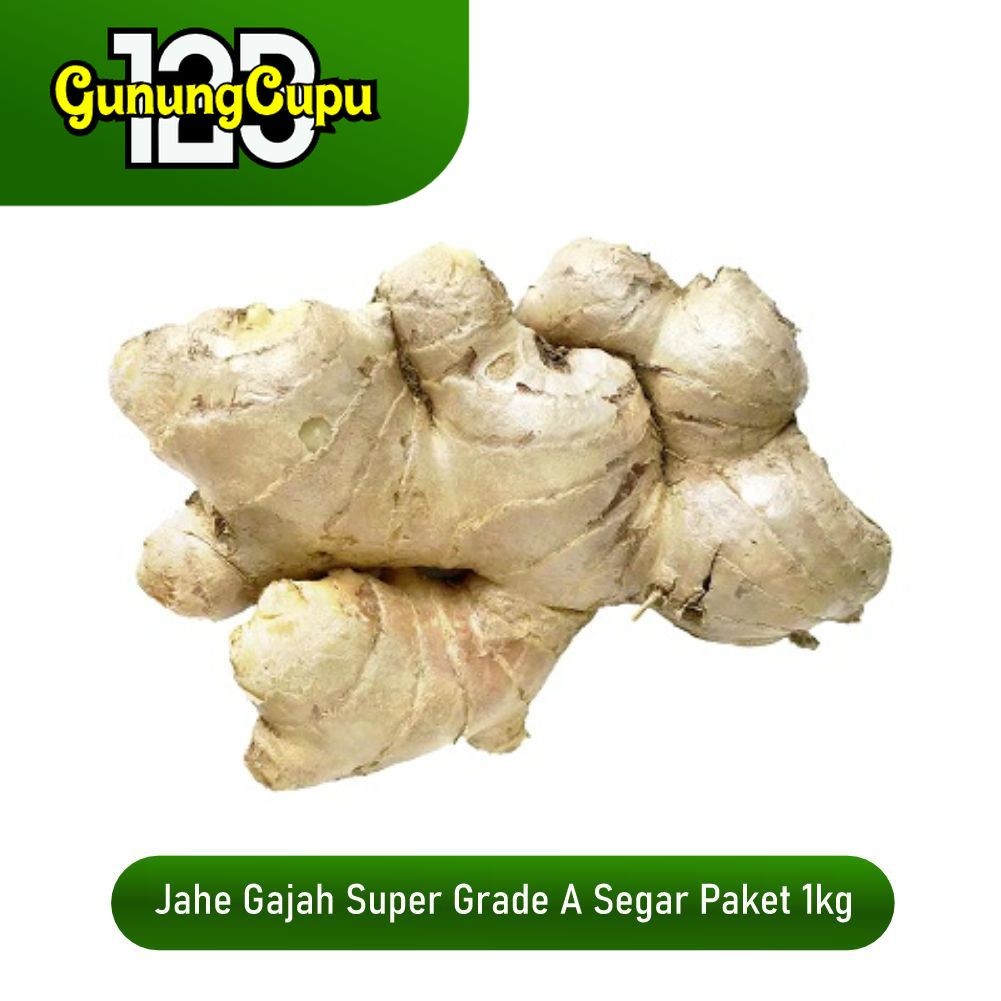 

Jahe Putih Gajah 1kg - Segar dan Berkualitas