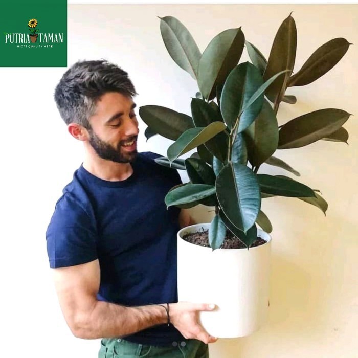 Tanaman karet kebo /pohon karet kebo +pot