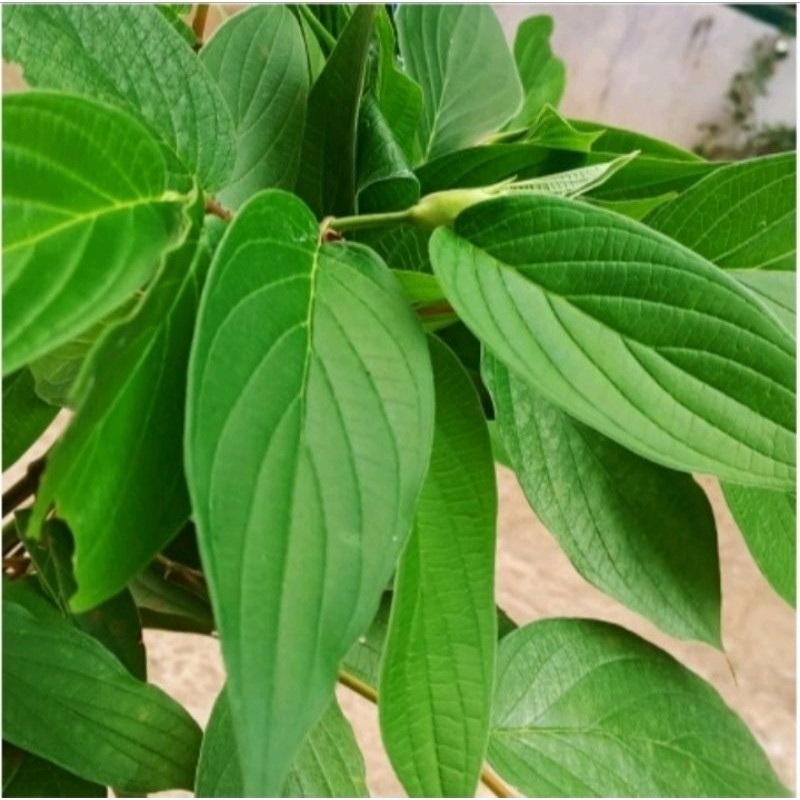 

daun sirih hutan herbal 500gram