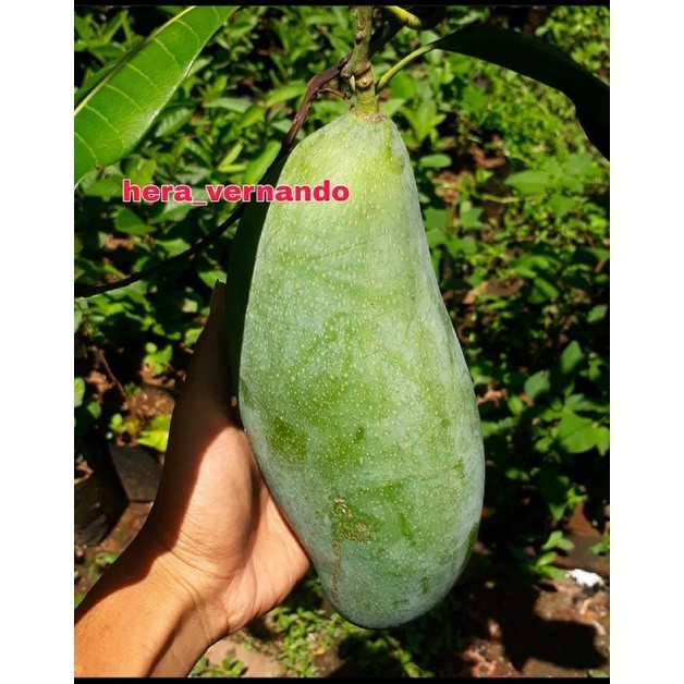 Bibit Mangga Mahatir Okulasi Original