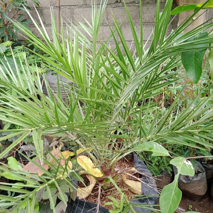 Bibit Berkwalitas Bibit Buah Kurma KL 1 Super Unggulan