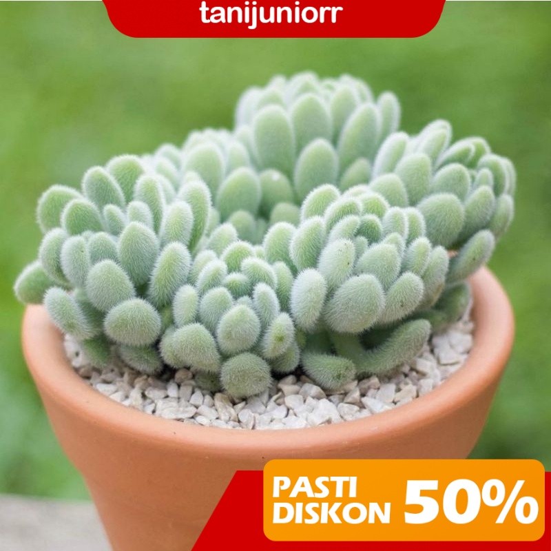 [Tanamah Hidup] Sukulen Sedum Hintonii lucu berbulu (tanijuniorr)