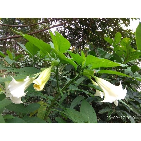 

Daun Kecubung Segar 200 Gram Kucubung Datura Metel