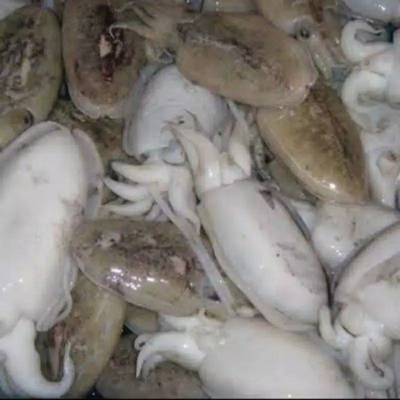

Cumi Sotong / Ikan Nus
