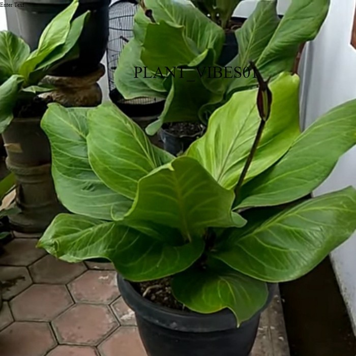 Tanaman hias anthurium jemani cobra - Tanaman antorium jemani
