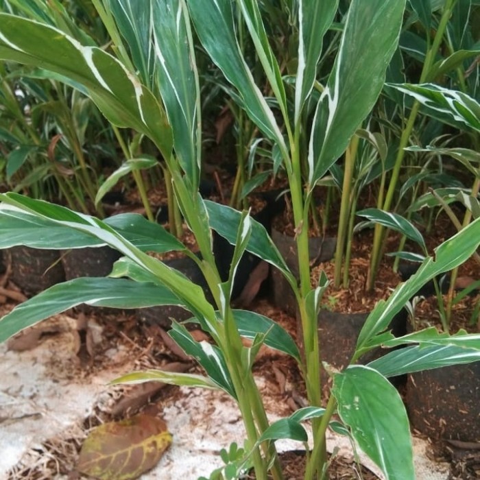 pohon kecombrang honje varigata - tanaman herbal honje varigata