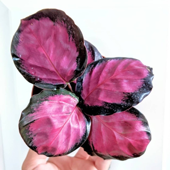 tanaman hias calathea roseopicta cynthia/calathea crimson