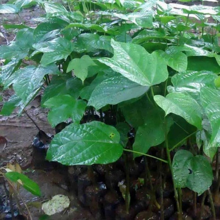 BIBIT TANAMAN KLUWEK/picung/bibit pohon kepayang
