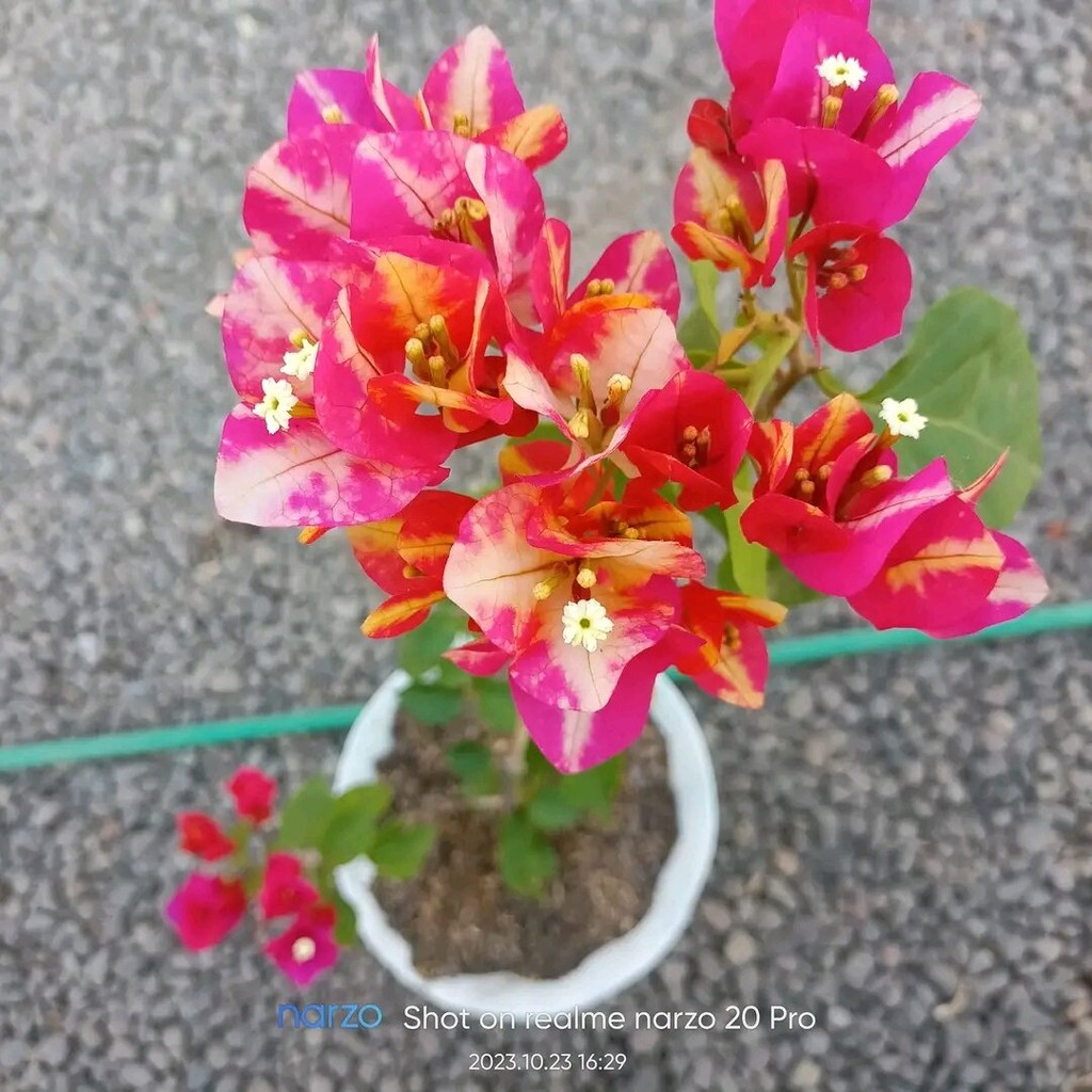 bibit bugenvil Jepang bunga tumpuk