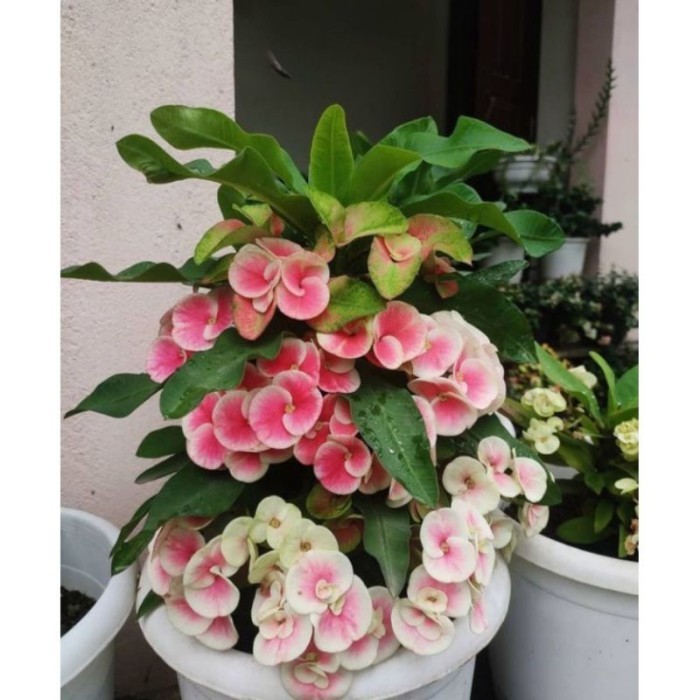 TANAMAN HIAS EUPHORBIA IMPORT//EUPHORBIA PINK PUTIH - BUNGA HIAS EPORBIA - BUNGA HIAS HIDUP