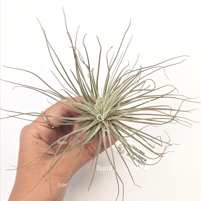 BUMI ORCHIDS Tillandsia magnusiana  - Air Plants Tanaman Hidup Tanpa Tanah