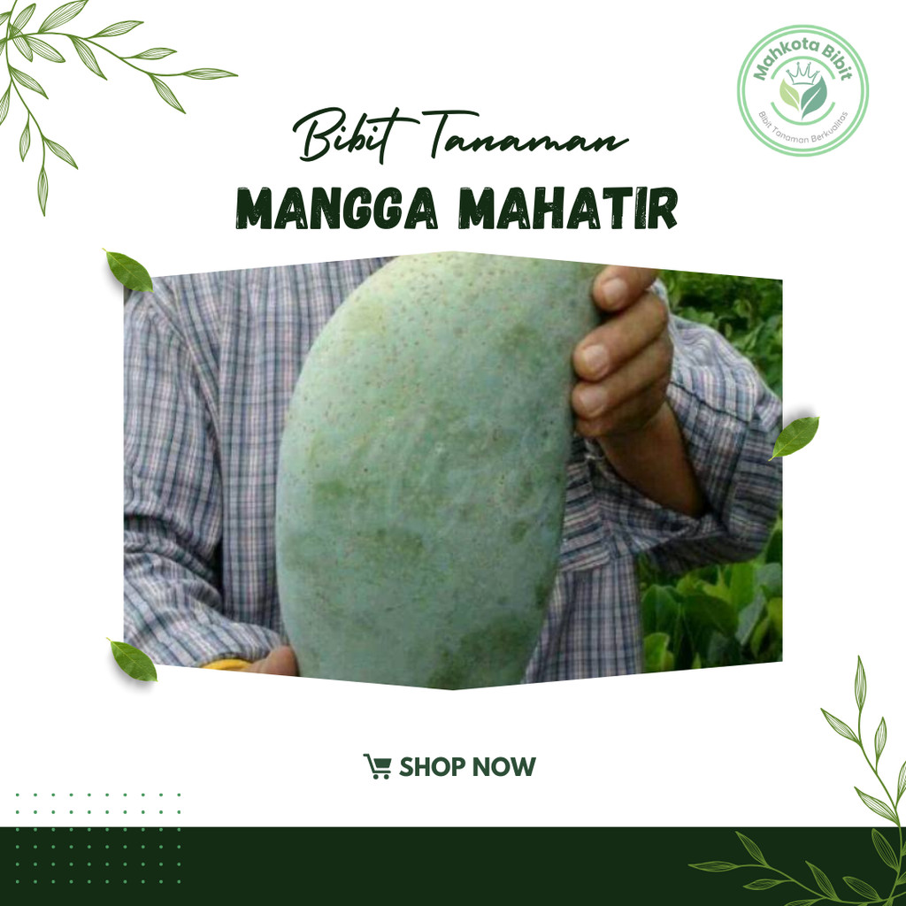 bibit mangga mahatir okulasi tanaman buah- pohon mangga mahatir