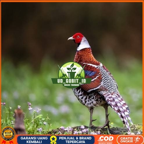 

Telur ayam hias ringneck elliot pheasant fertil bisa ditetaskan UD_GOBIT_ID