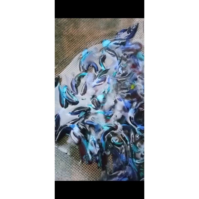 

stiker anomali cupang bagan isi 100