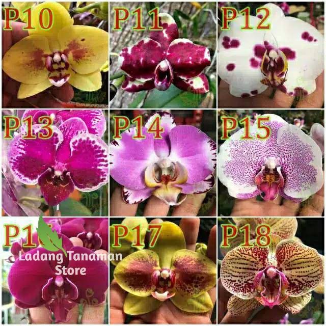 Anggrek bulan remaja