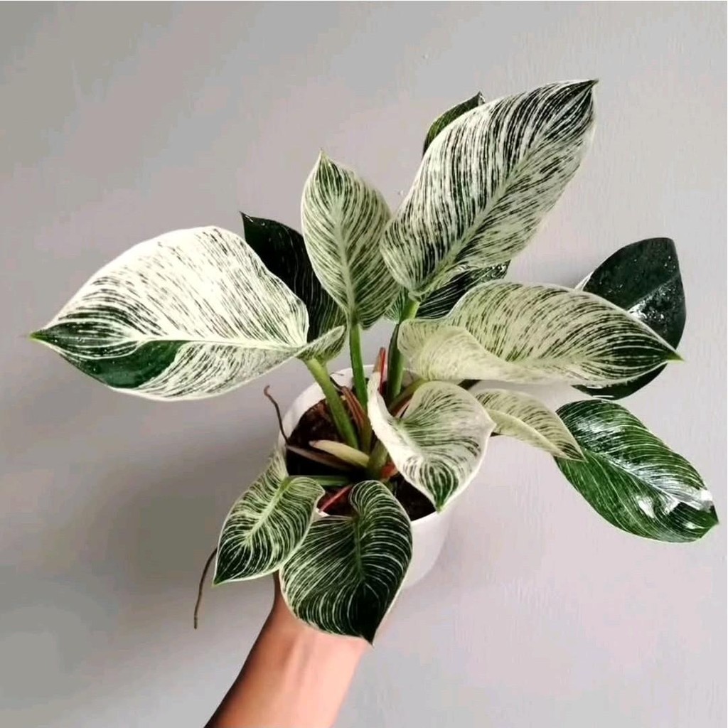 Tanaman Philodendron Birkin - Tanaman Hias Philodendron Birkin