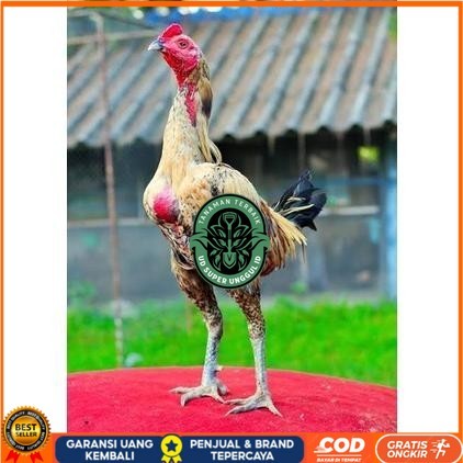 

Telur ayam bangkok shamo brazil / ayam petarung aduan untuk ditetaskan UD_SUPER_UNGGUL_ID