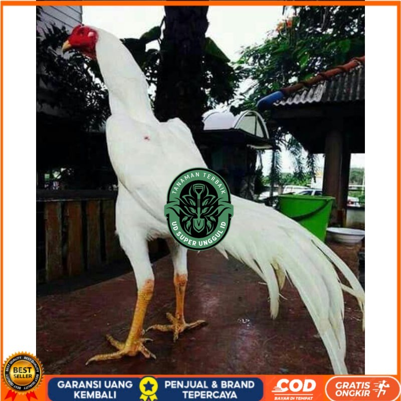 

EKOR LIDI PUTIH TELUR FERTIL UD_SUPER_UNGGUL_ID