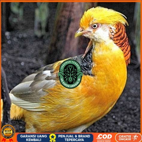 

Telur ayam hias ringneck yellow pheasant fertil siap ditetaskan UD_SUPER_UNGGUL_ID
