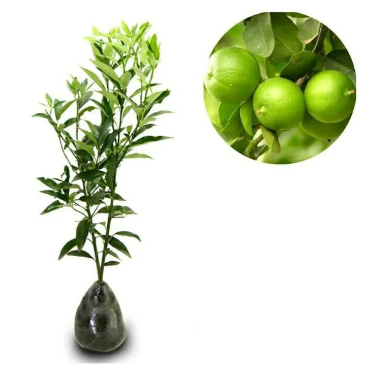 Bibit Tanaman Buah Jeruk Nipis / Jeruk Pecel Cangkok Cepat Berbuah