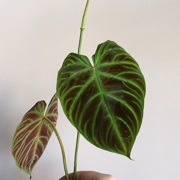 Tanaman hias philodendron verrucosum - Philodendron verrucosum - PROMO