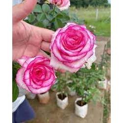 Mawar Import DOLCEVITA tanaman bunga mawar import (dewasa)