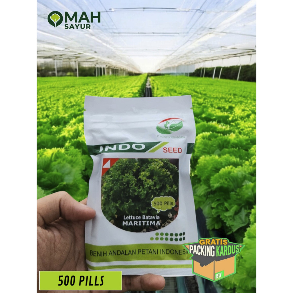 New [500 Pills] Benih Selada MARITIMA Lettuce Batavia By Indo Seed premium