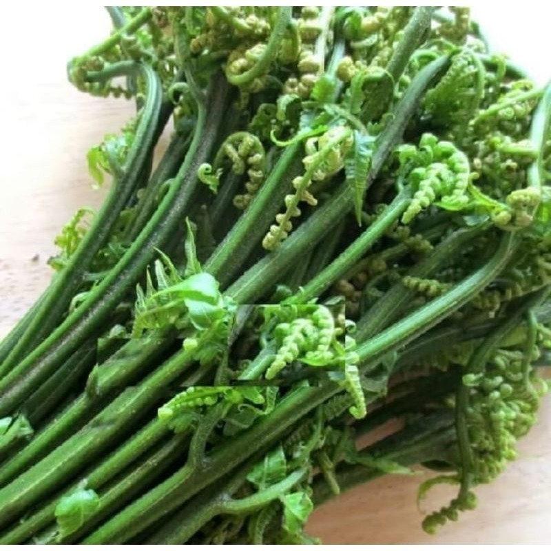

PAKIS SAYUR 500gram BUAT DI TUMIS PAKIS SEGAR SIAP MASAK Rege_Herbal