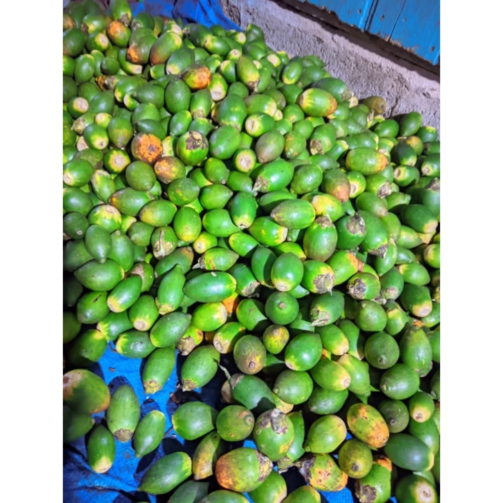 

BUAH PINANG MUDA 1 KG