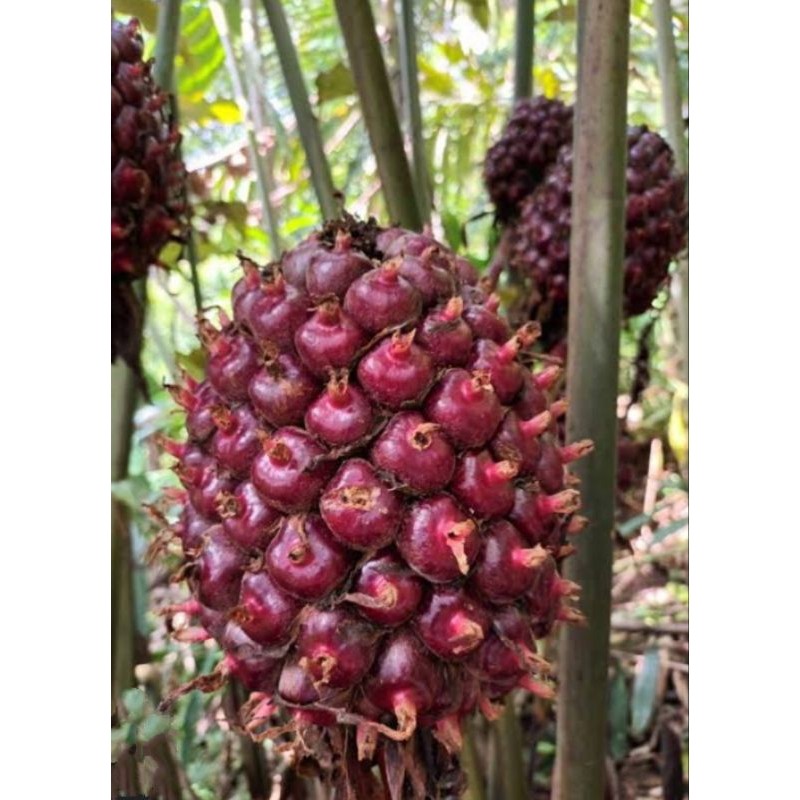 

buah honje laka-buah kecombrang merah 1kg COD *