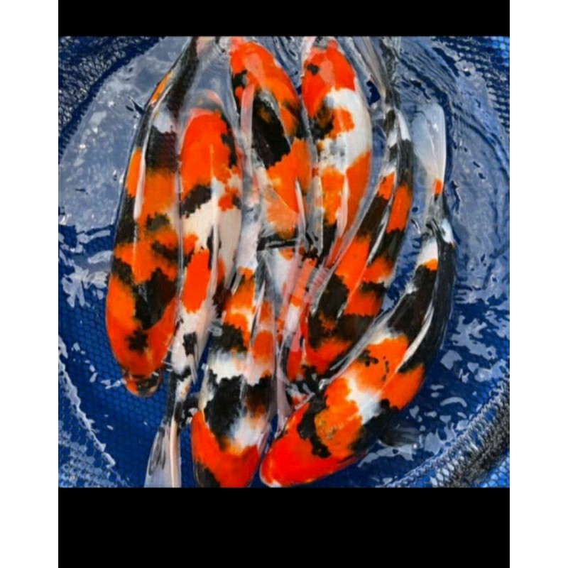 Hiasan bibit koi blitar isi 8 ekor high quality grade A+