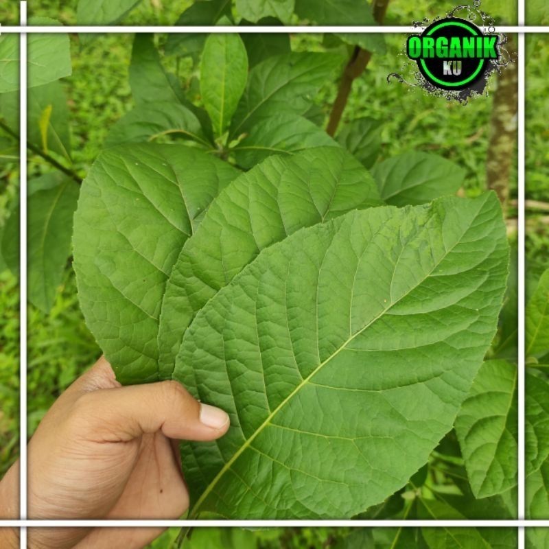 

Daun afrika segar 500 gram ak