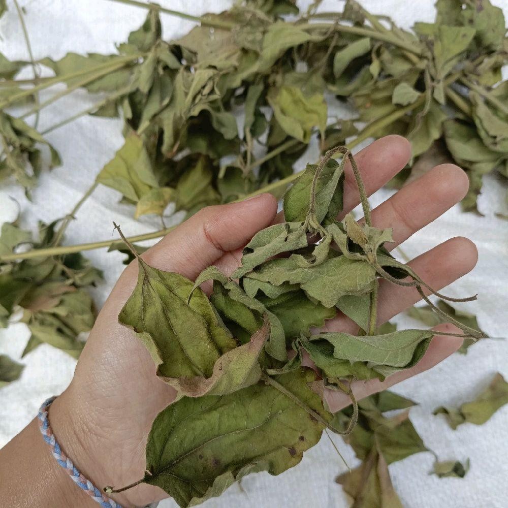 

Daun Balakacida/Kirinyuh/Kopasanda Kering 500 Gram Asli Herbal