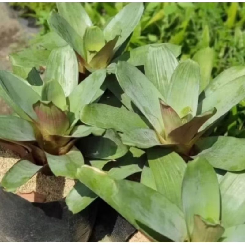 Tanaman hias bromelia giant / tanaman bromelia giant