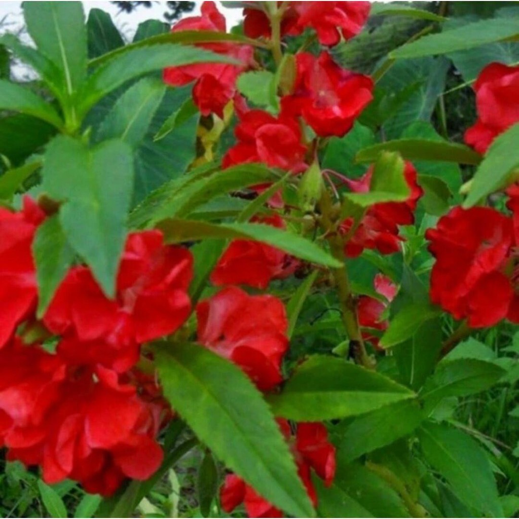 30 Benih Bibit Bunga Pacar Air Rose Balsamina Merah