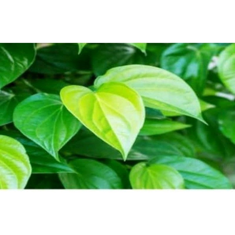 

daun sirih hijau segar 250 gr