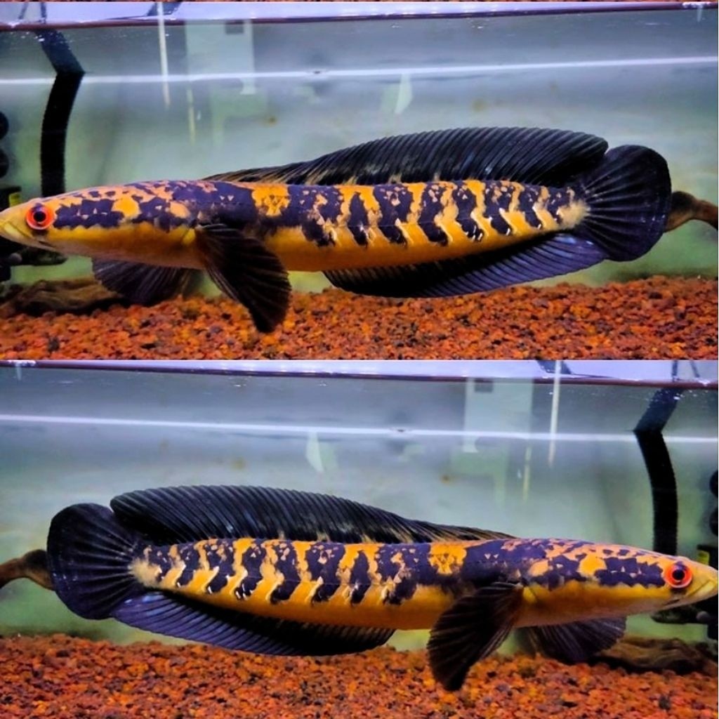 Hobi channa yellow sentarum/chana maru ys