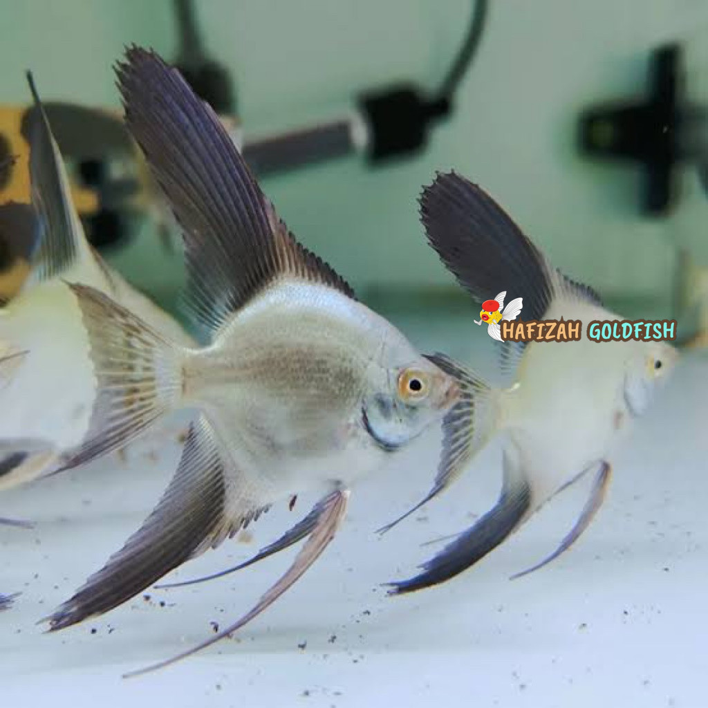 Manfish BSP / Hiasan Aquarium size medium bergaransi