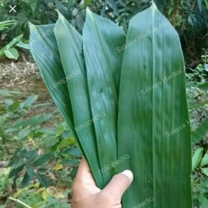 

promo 100 lembar daun bambu jumbo segar buat bungkus bacang bakcang ready